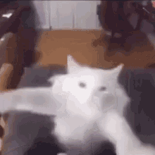 Cat Dancing Meme Dancing