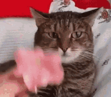 Cat Forgot How To Cat