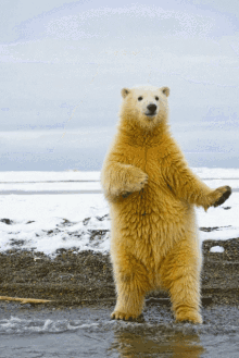 Dance Polarbear