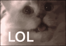 Funny Cat