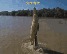 Gator5stars Funny