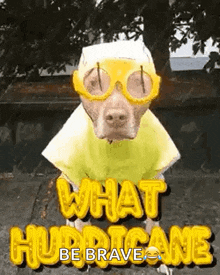 Hurricane Party Hurricane Winds