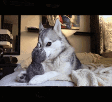Jokehusky Husky