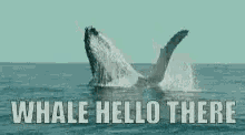Lol Whale