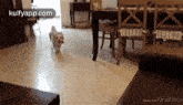 Me Knemoste Dogs
