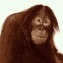 Monkey Shame On You