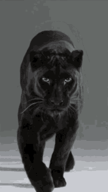 Panther Black Panther