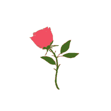Rose Flower