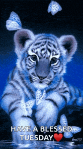 Tiger Cute
