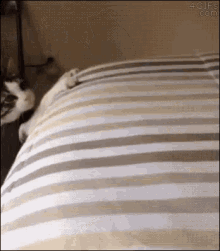 Yeet Cat